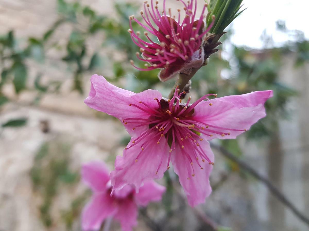 Il Giardino Di Tolu Siracusa Syracuse